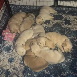 Golden Retriever puppies