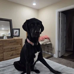 4 year old Lab mix