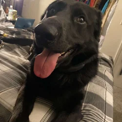 Giving my dog up due to life circumstances