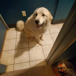 1 yr old female pyrenees needs rehomed