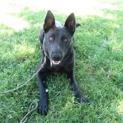 Female Belgian Malinois 1 1/2 yrs old