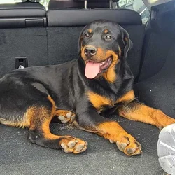 German Rottweiler