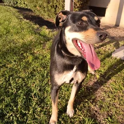 Meet Cassidy Jo - Your Dobie/Pug Bestie!