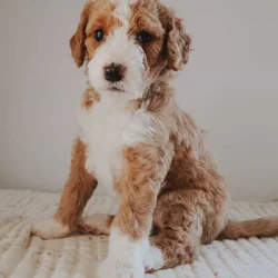 Multi-Gen Doodle Puppies for sale!