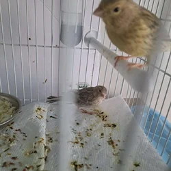Canary birds for sale ,Columbus ohio