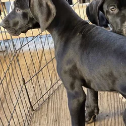 Great Dane puppies
