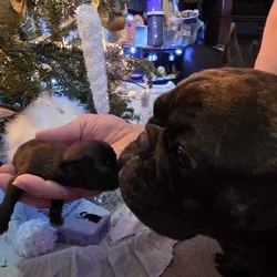 Gypsy's Frenchie puppies