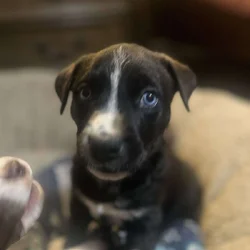 Puppies available very soon