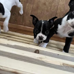BRAT puppies