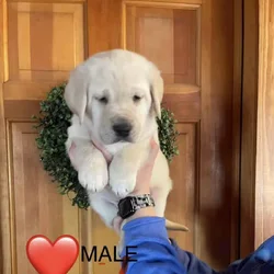 AKC labrador retriever