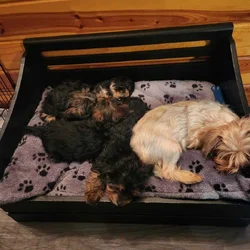 Yorkie puppies for sale