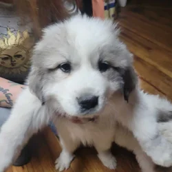 AKC Registered Great Pyrenees Puppies