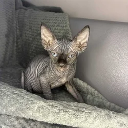 Male Sphynx Kitten