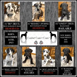 AKC PUREBRED GREAT DANE PUPPIES IN NORTH DAKOTA
