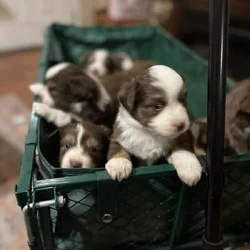 Miniature Australian Puppies