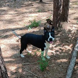 Boston terriers