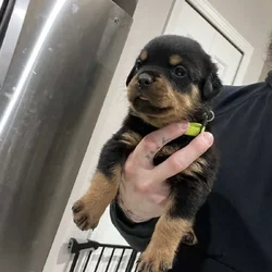 Lime Green Collar Rottweiler