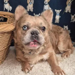 Male Fluffy Frenchie