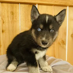 Husky Puppies