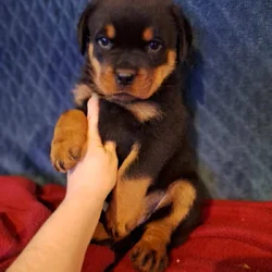 Girl Rottweiler Ready To Go