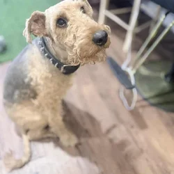 Airedale terrier