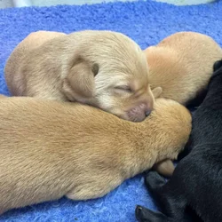 Health Tested Parentage-Yellow/red males labradors