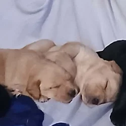 ACK Labrador Retriever