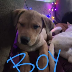 Husky/lab puppies