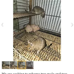 2 male 2 female Degus