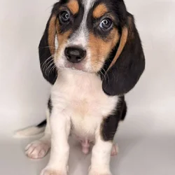 Beagle
