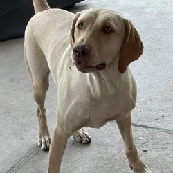 Young German Shorthair Pointer/Lab Female