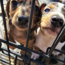 Mini Dachshund