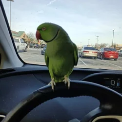 Fully tame Indian ringneck