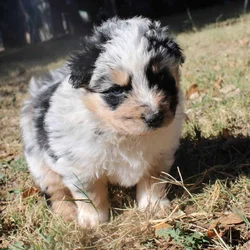 Australian Shepherd pups