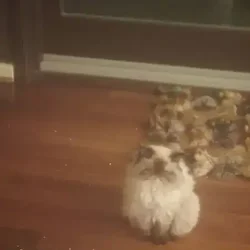 Seal point cream and brown Persian