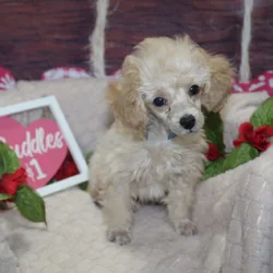 Toy Poodles