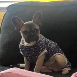 French Bull dog