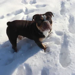 Victorian Bulldog For Sale