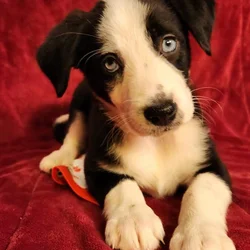 Aussie/ Collie