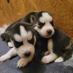 Siberian-husky puppies