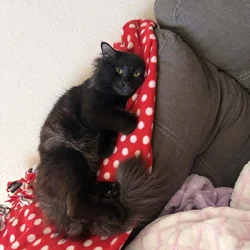 Salem