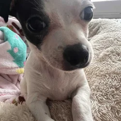 A loving home for puppy Shiro free adoption