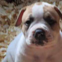 American Bulldog pup