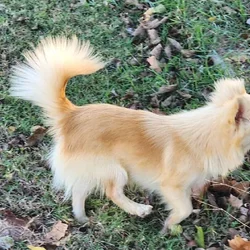 Longcoat male chihuahua