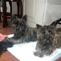 Cairn Terrier AKC Registered female