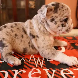 french Bulldog