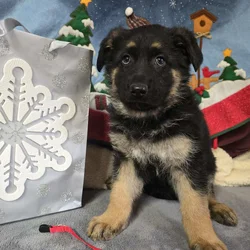 AKC Long-haired German Shepherd Puppies