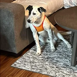 Needing to rehome a sweet loving dog