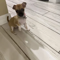 Lola needs new home