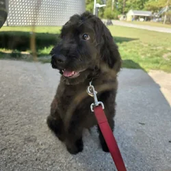 Legend -7 month old goldendoodle